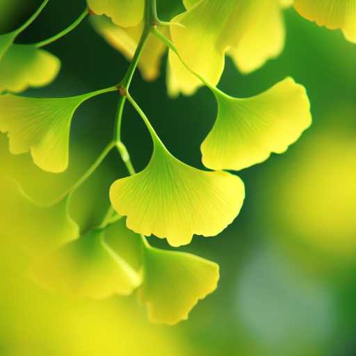 Ginko (Ginkgo Biloba)